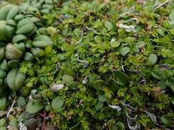 Image of Acaena microphylla subsp. obscurascens Bitter