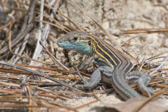 Image of Aspidoscelis sexlineatus sexlineatus (Linnaeus 1766)