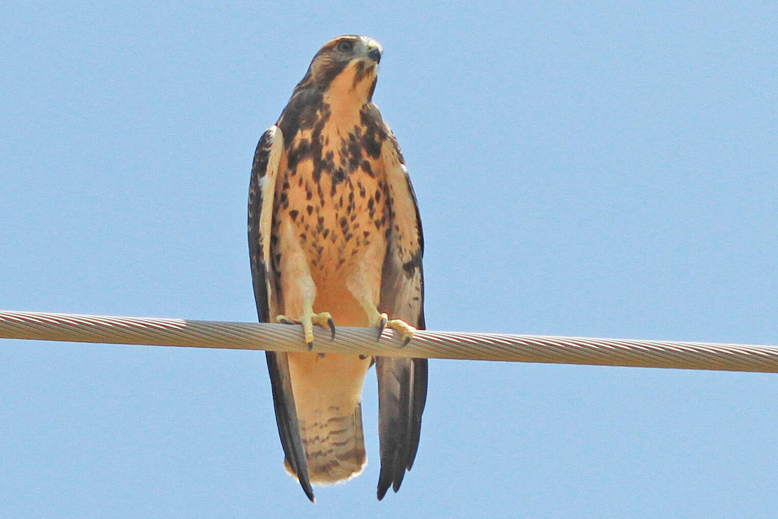 Image of Swainson's Hawk