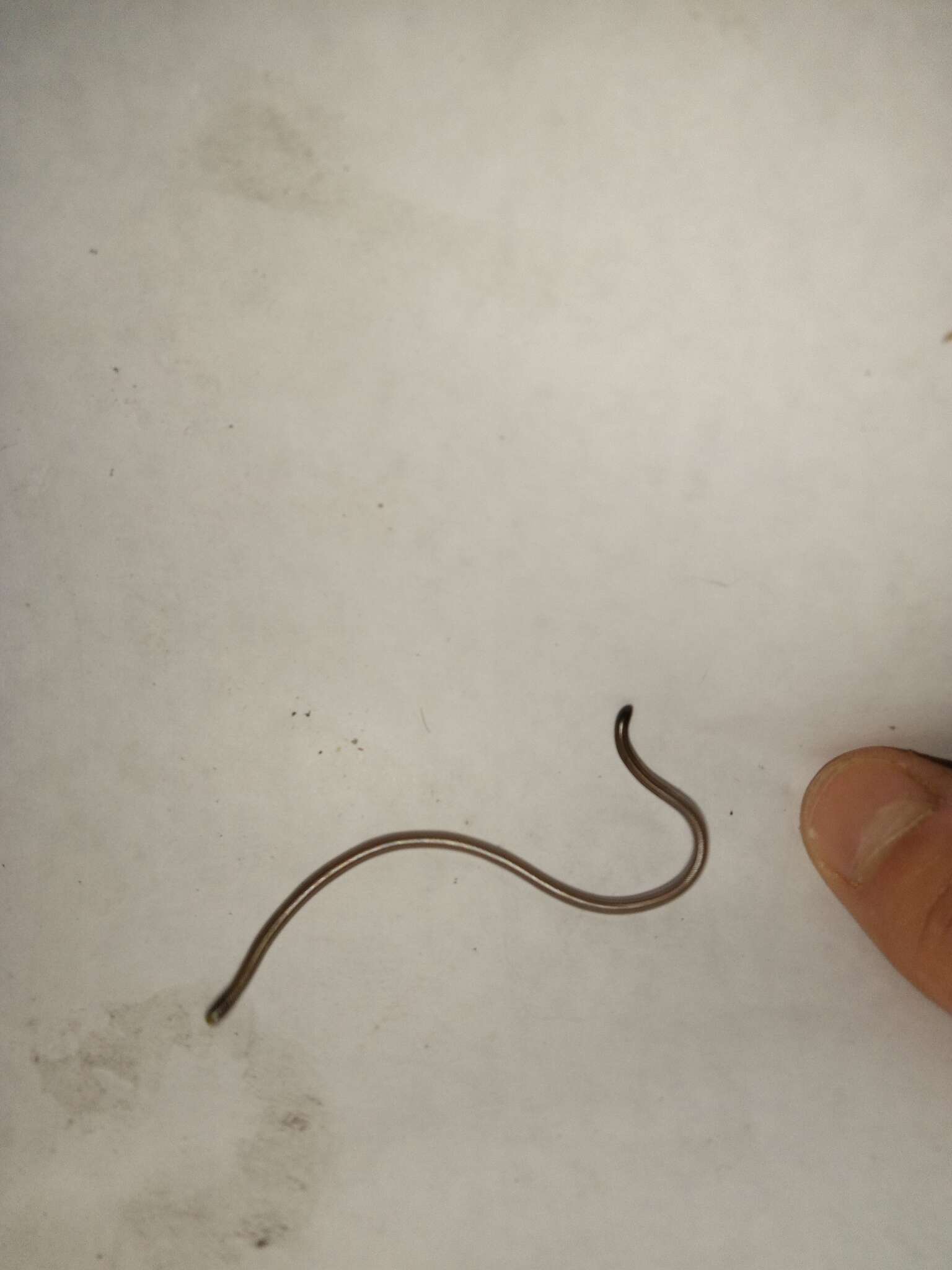 Image of Rio Grande do Sul Blind Snake