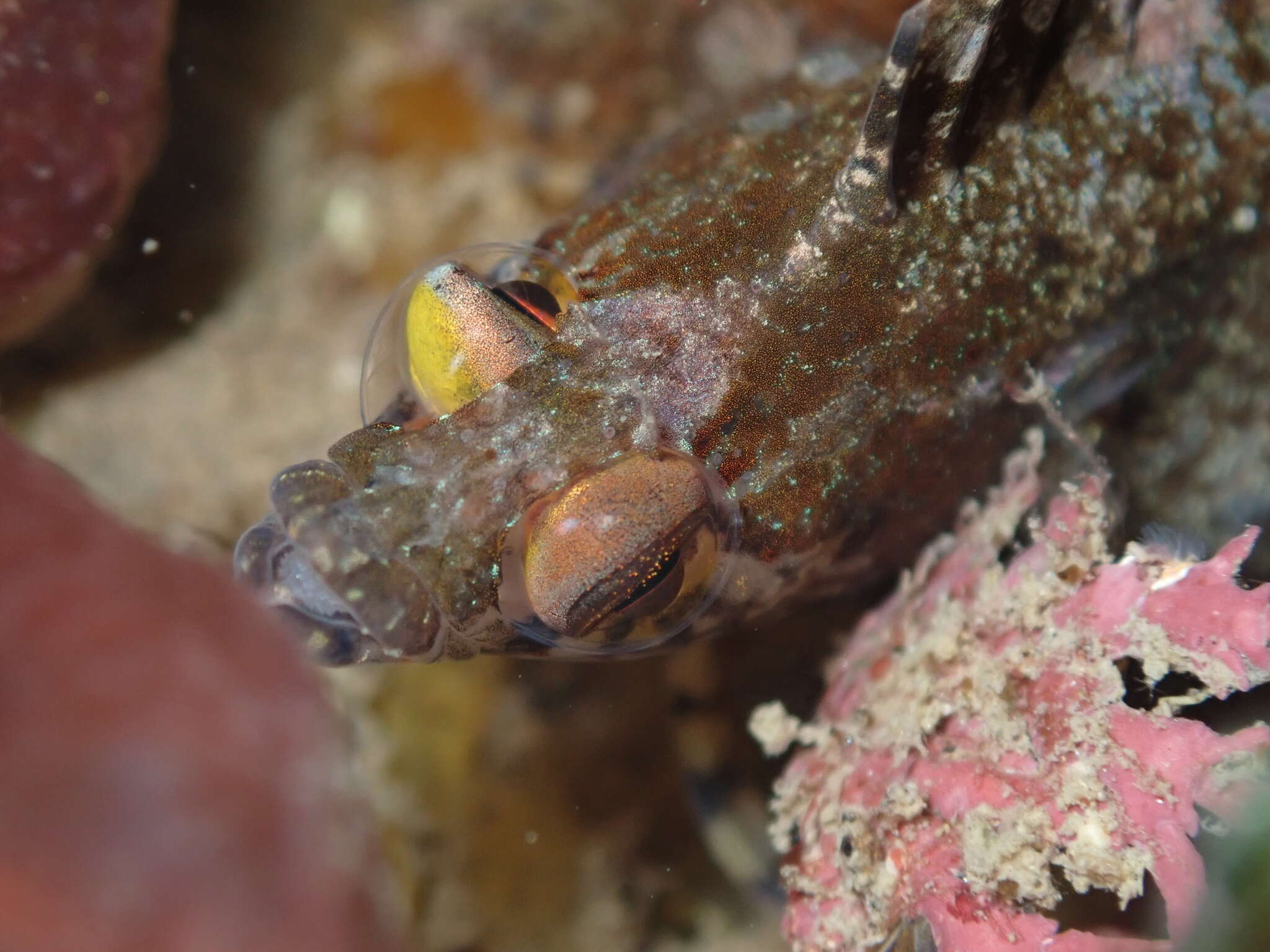 Image of Orange Clinid