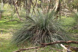 Image of Xanthorrhoea semiplana F. Muell.