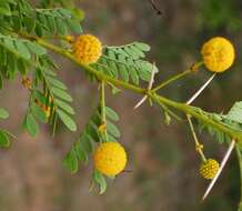 Image of Vachellia swazica (Burtt Davy) Kyal. & Boatwr.