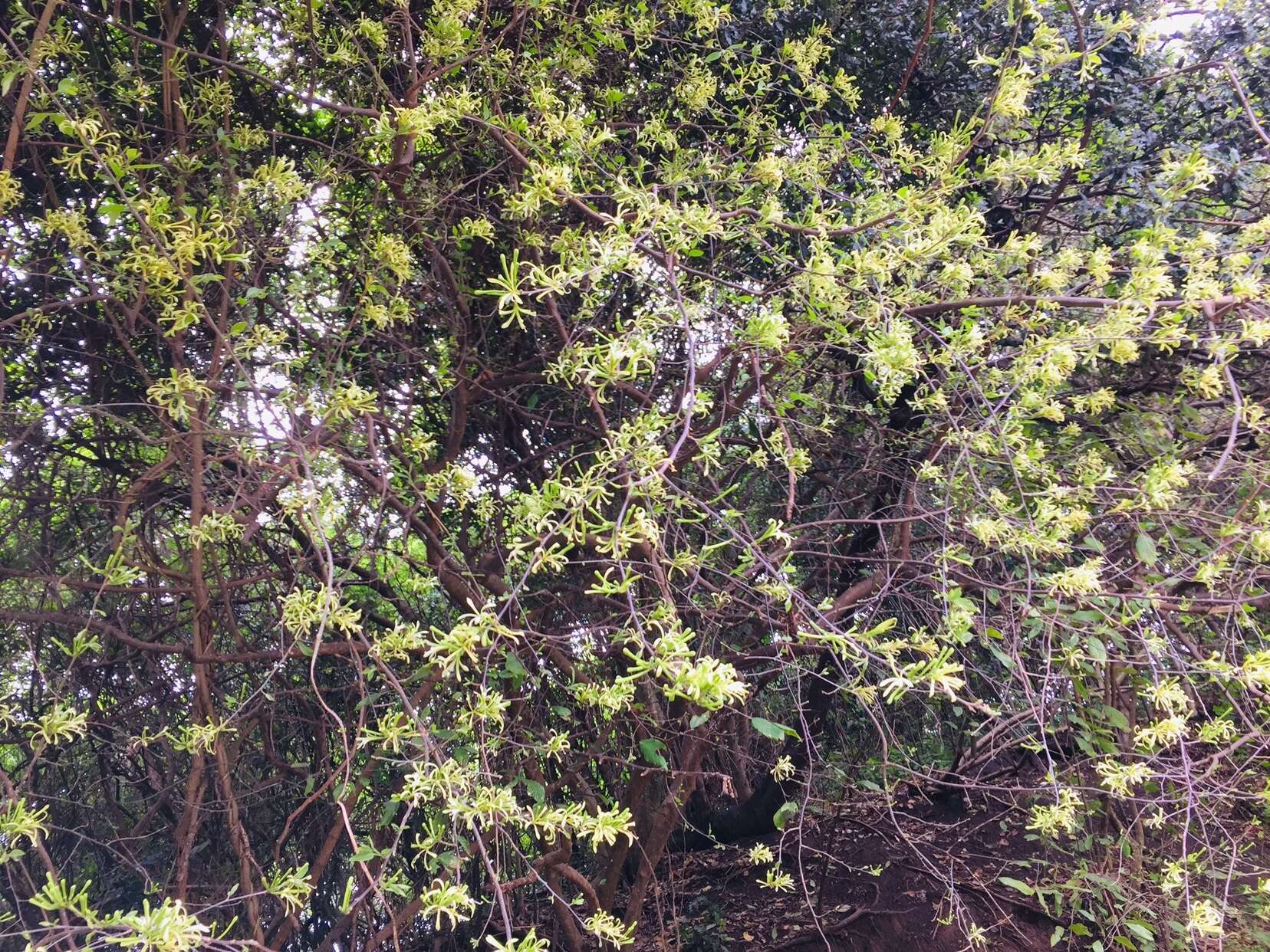 Image of Honeysuckle tree