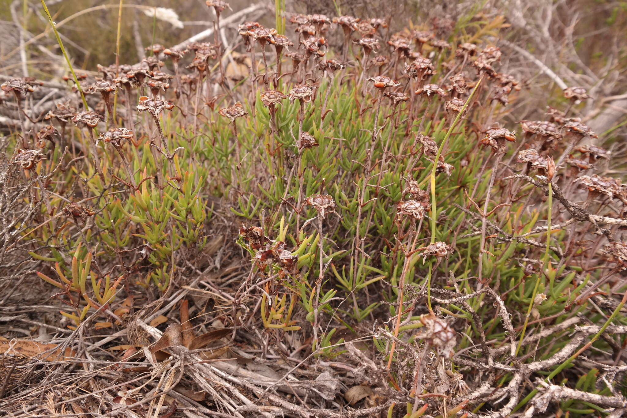 Image of Lampranthus tenuifolius (L.) N. E. Br.