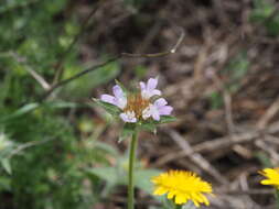 Image de Lomelosia brachiata (Sm.) W. Greuter & Burdet