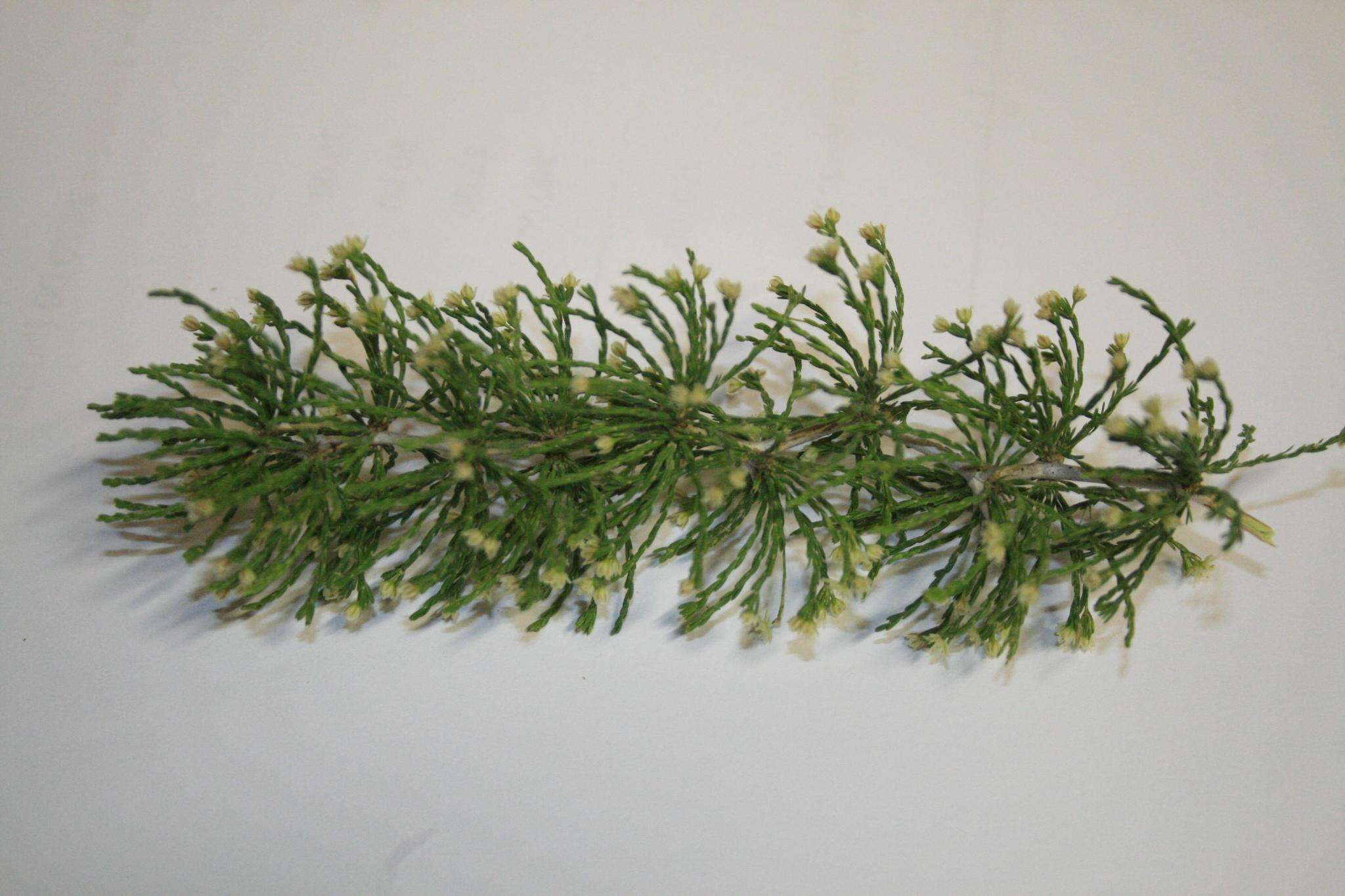 Image of Asparagus capensis var. capensis