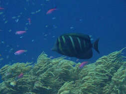 Слика од Zebrasoma veliferum (Bloch 1795)