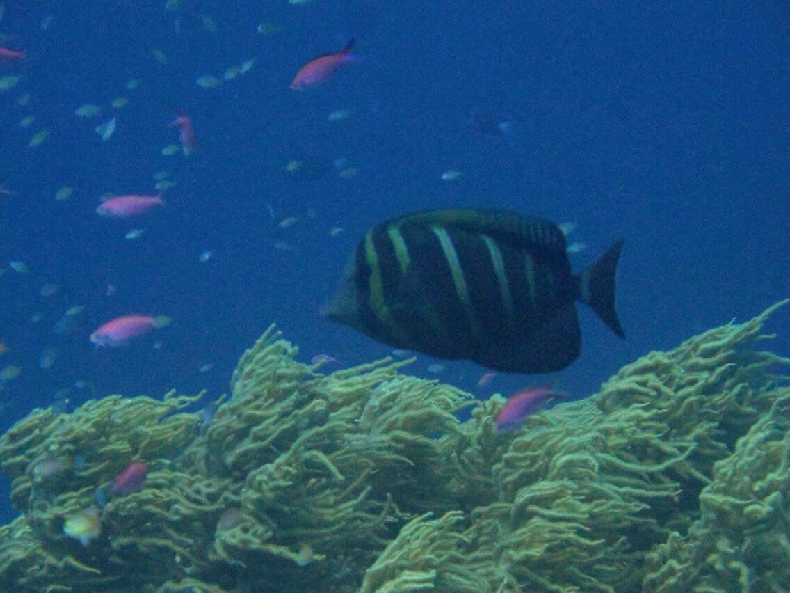 Слика од Zebrasoma veliferum (Bloch 1795)