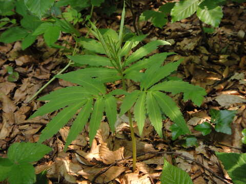 Image of Cardamine kitaibelii Bech.