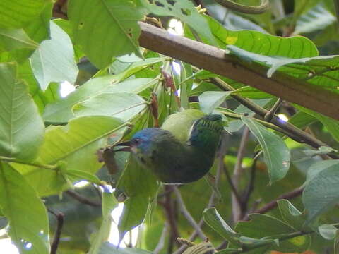 Imagem de Dacnis cayana (Linnaeus 1766)