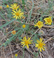 Sivun Xanthisma spinulosum (Pursh) D. R. Morgan & R. L. Hartman kuva