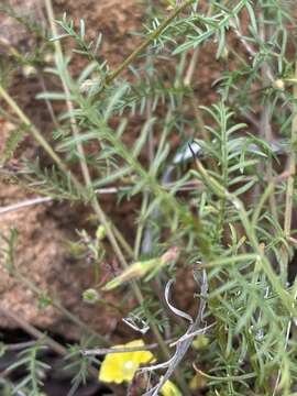 Xenostegia pinnata (Hochst. ex Choisy) A. R. Simões & Staples resmi