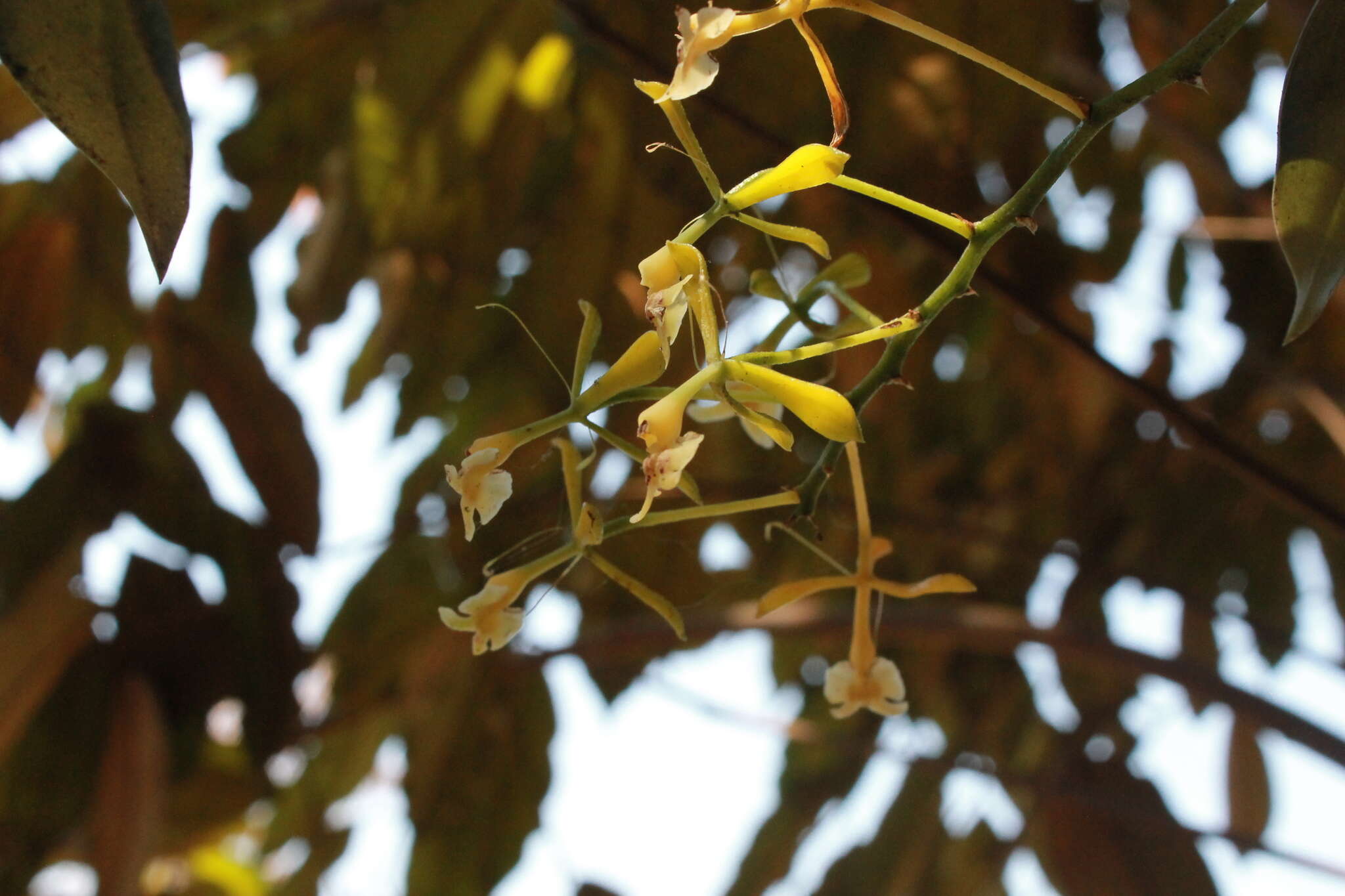 Image of Epidendrum veroscriptum Hágsater