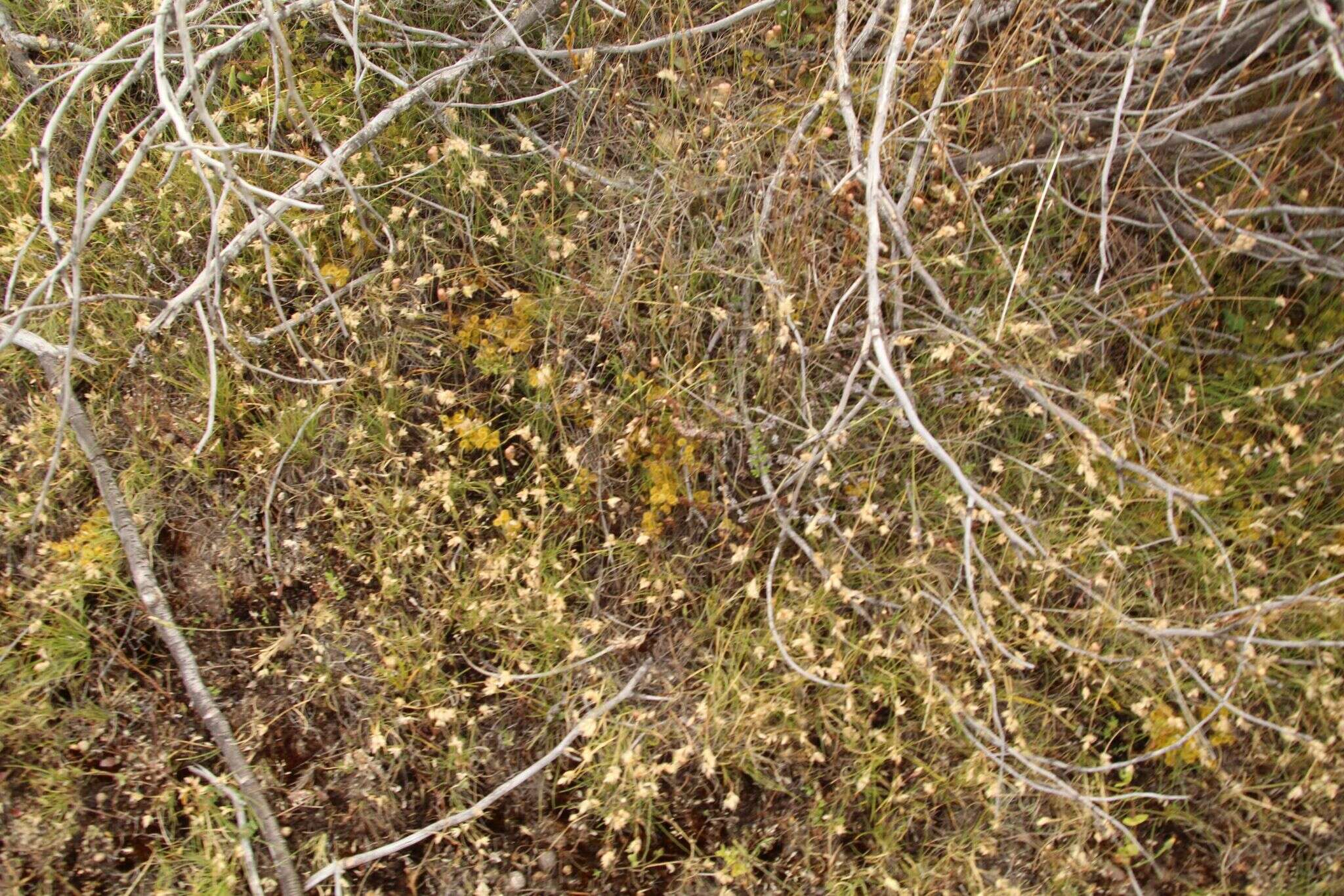 Imagem de Drosera rupicola (N. G. Marchant) Lowrie