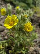 Слика од Potentilla astracanica subsp. callieri (Th. Wolf) J. Soják