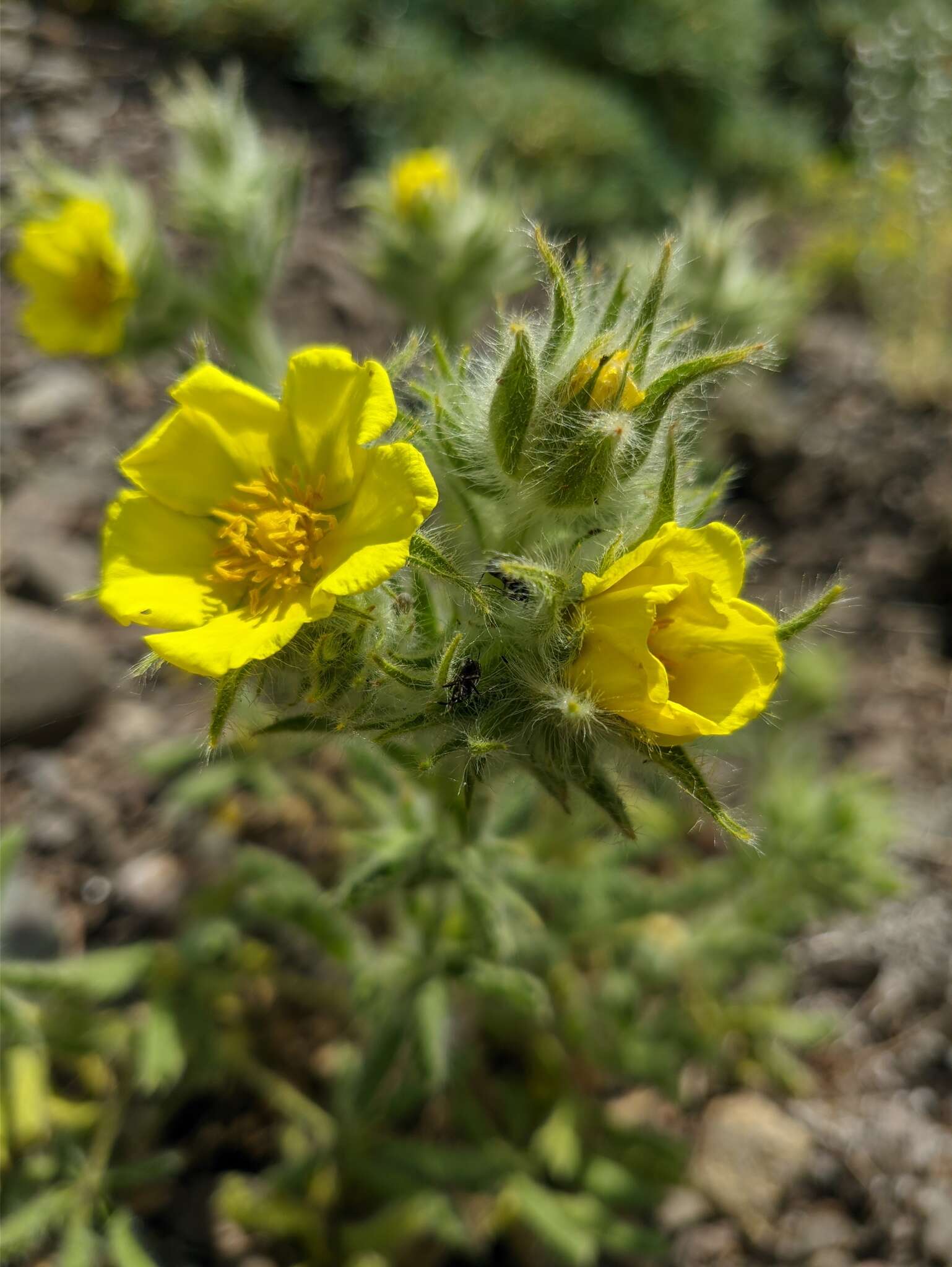 Image of Potentilla astracanica subsp. callieri (Th. Wolf) J. Soják