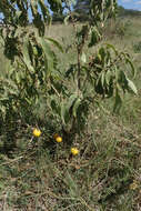 Image de Solanum campylacanthum Hochst. ex A. Rich.