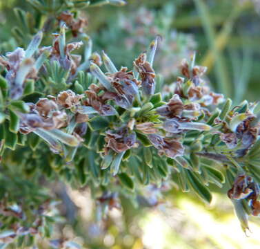 Indigofera flabellata Harv.的圖片