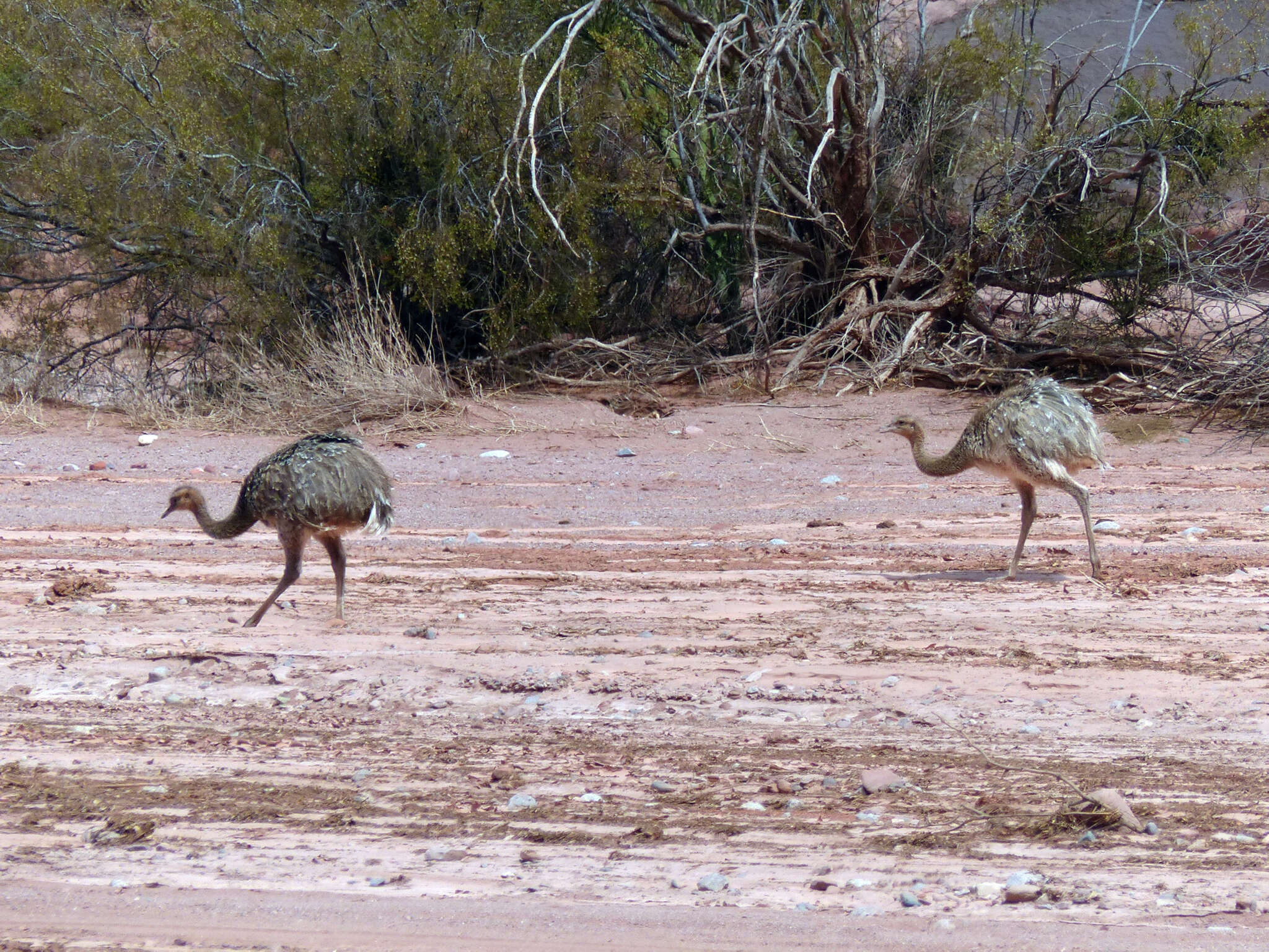 Image of Rhea pennata tarapacensis (Chubb & C 1913)