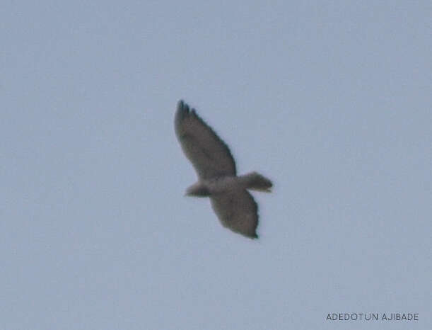 Image of African Red-tailed Buzzard