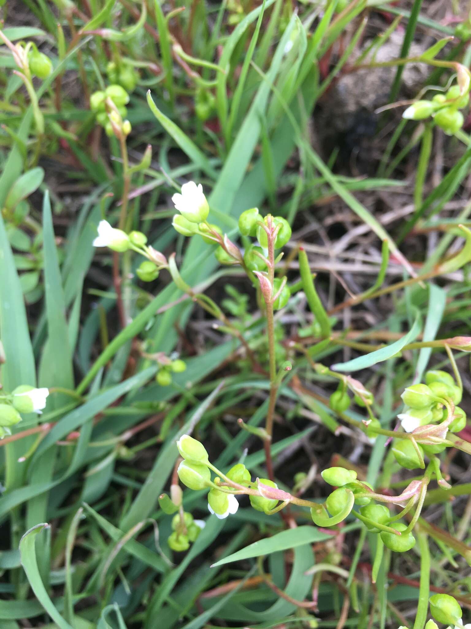 Image of narrowleaf minerslettuce