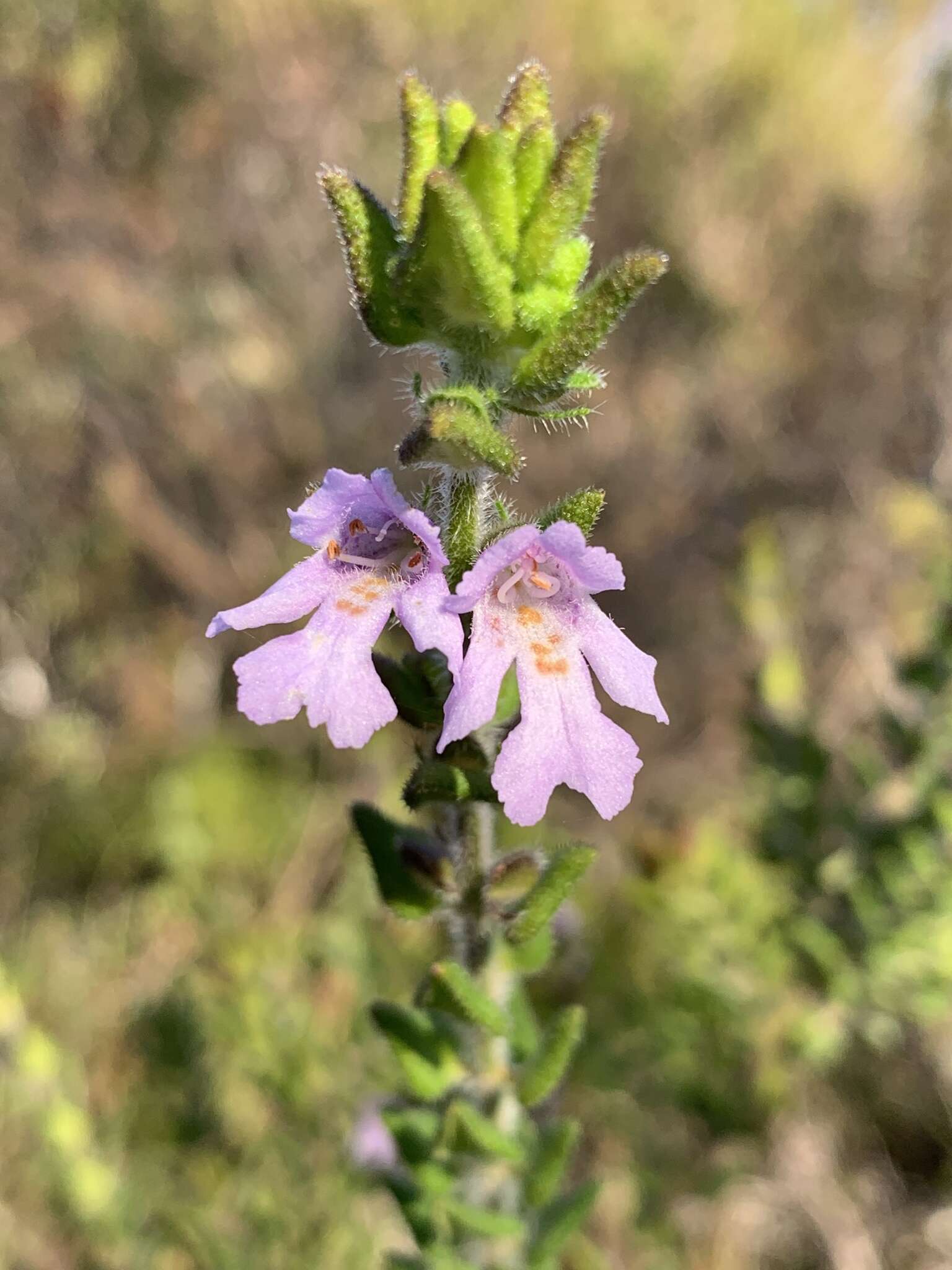 Imagem de Prostanthera densa A. A. Ham.