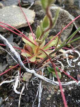 Image of whiplash saxifrage