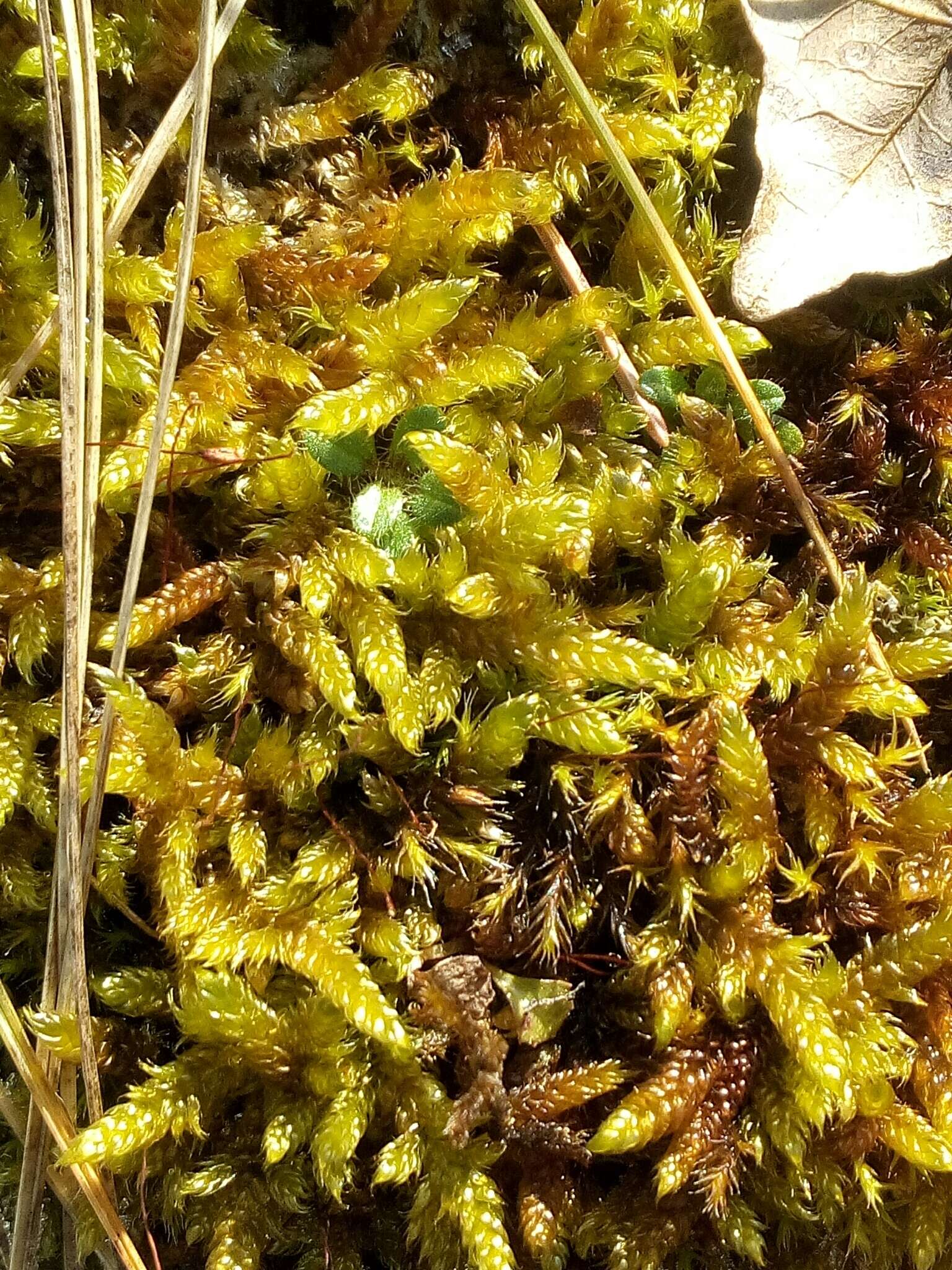 Image of hypnum moss