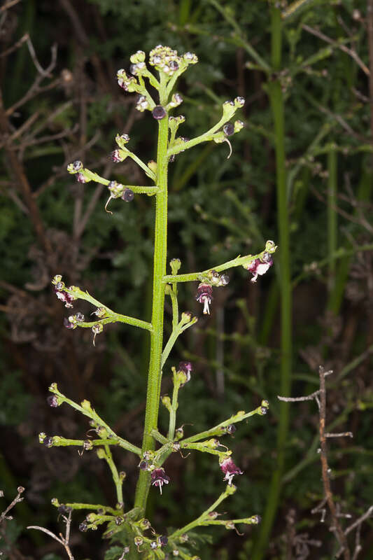 Scrophularia canina L. resmi