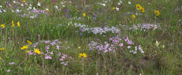 Imagem de Phlox sibirica L.