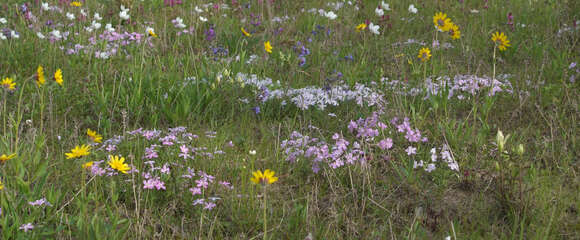 Image of Siberian phlox