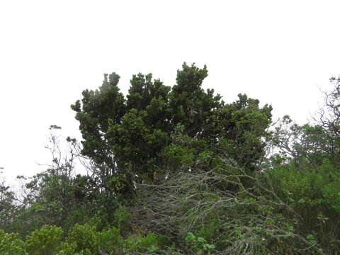 Image of Citronella mucronata (Ruiz & Pav.) D. Don