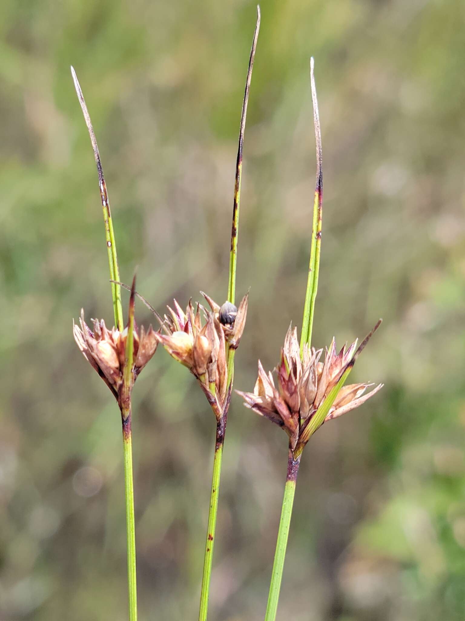 Scleria georgiana Core的圖片