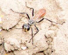 Image of Mud dauber