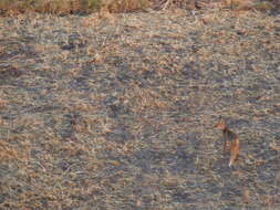 Image of Vulpes vulpes niloticus (É. Geoffroy Saint-Hilaire 1803)