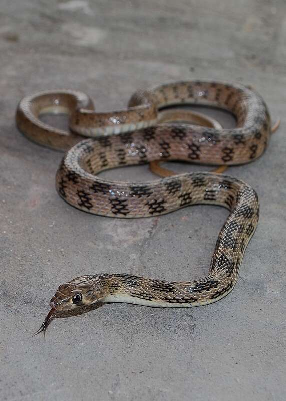 Image of Platyceps ventromaculatus (Gray 1834)