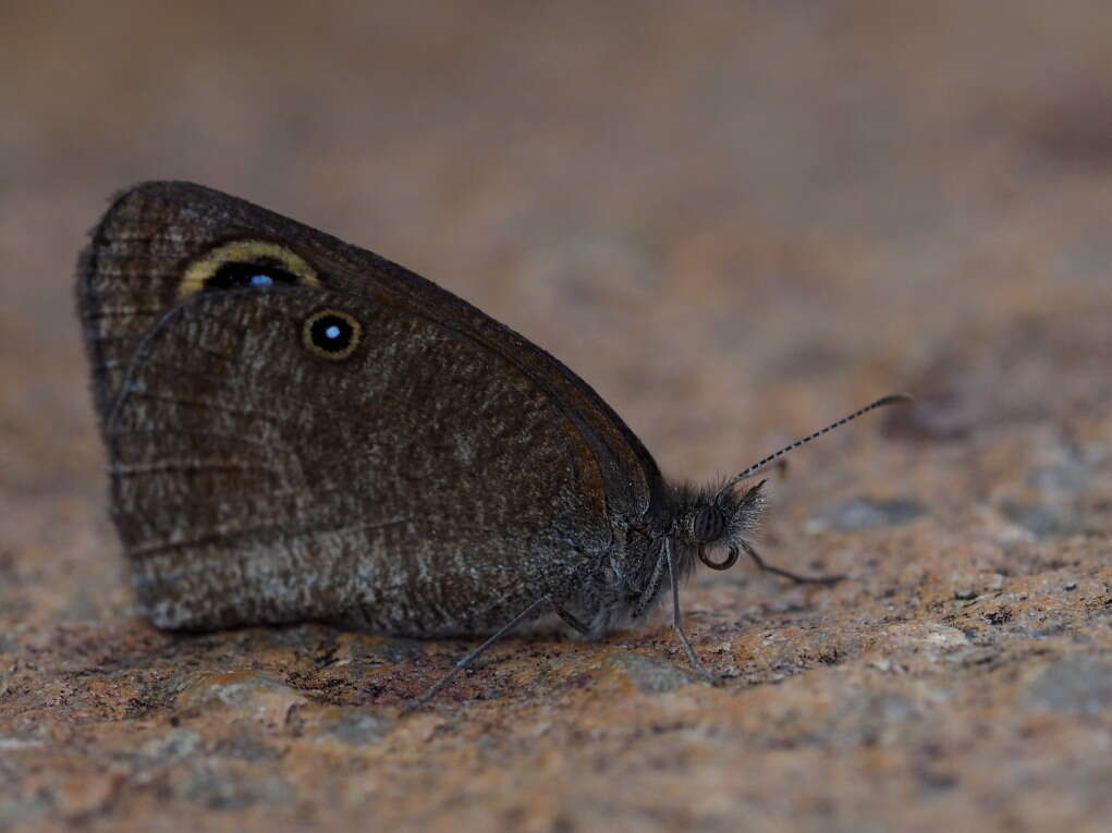 Image of Stygionympha wichgrafi van Son 1955