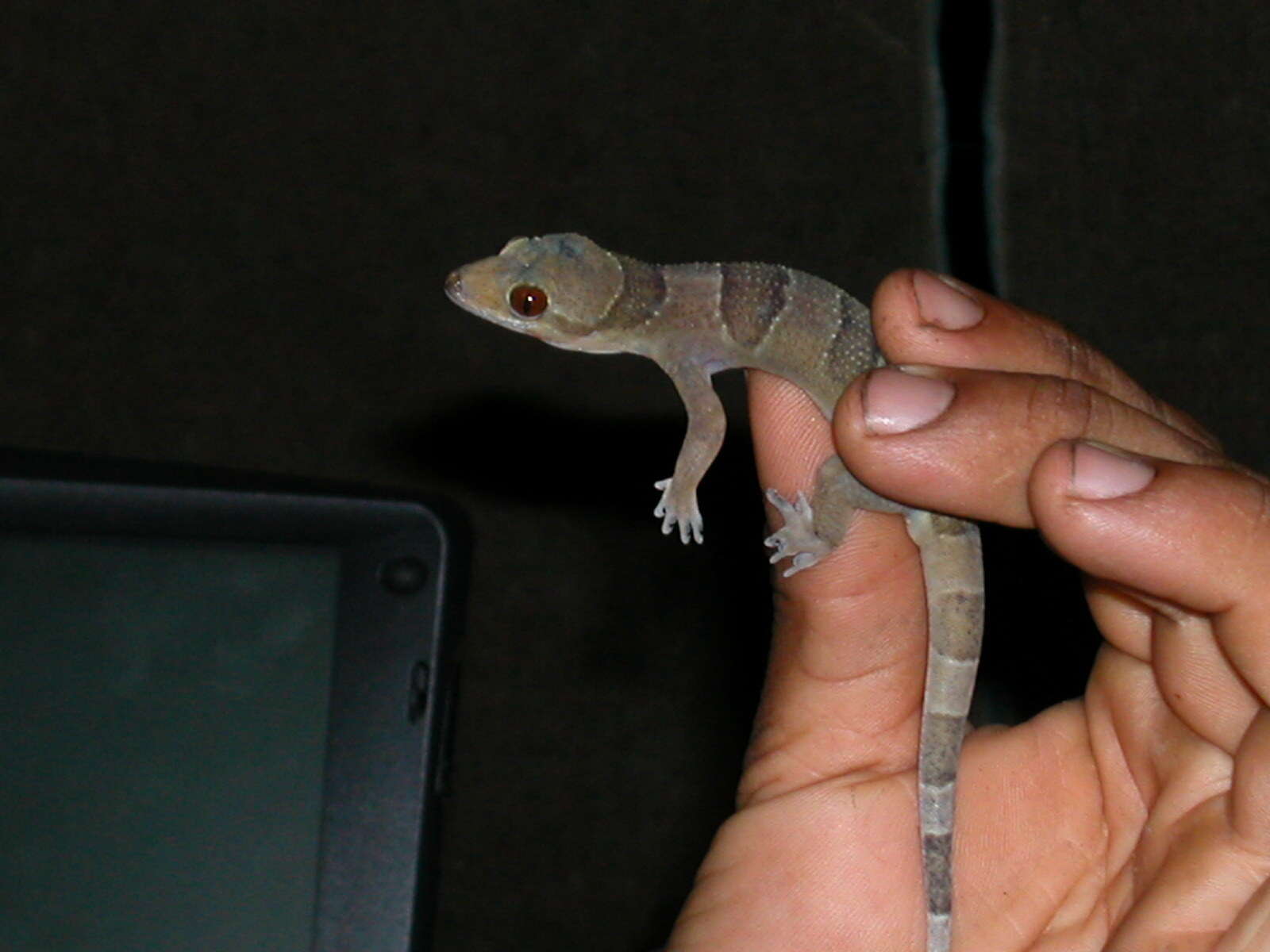 Image of Hemidactylus eniangii Wagner, Leaché & Fujita 2014