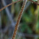 Image of Calceolaria nudicaulis Benth.