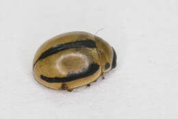 صورة <i>Tytthaspis gebleri</i>