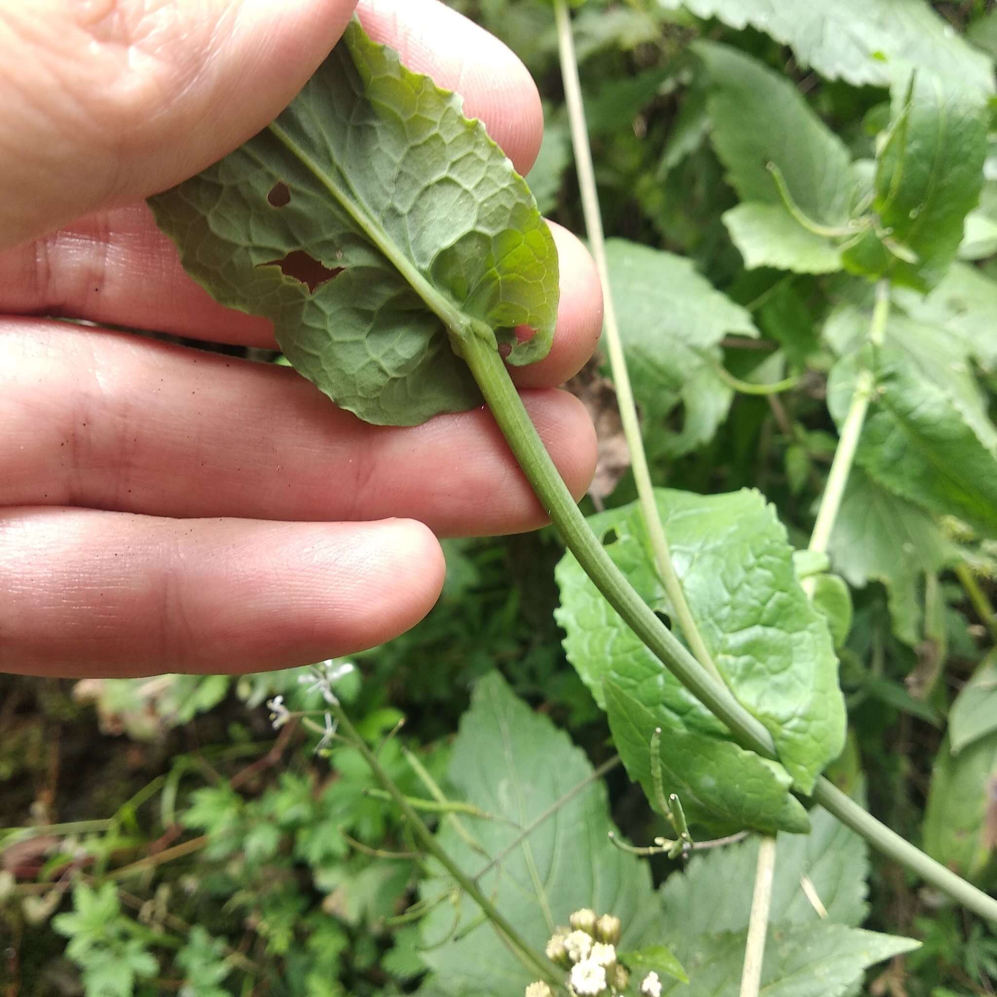 Image of Romanschulzia arabiformis (DC.) Rollins