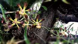 Image of Encyclia alata subsp. parviflora (Regel) Dressler & G. E. Pollard