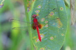 Image of Erythrodiplax castanea (Burmeister 1839)