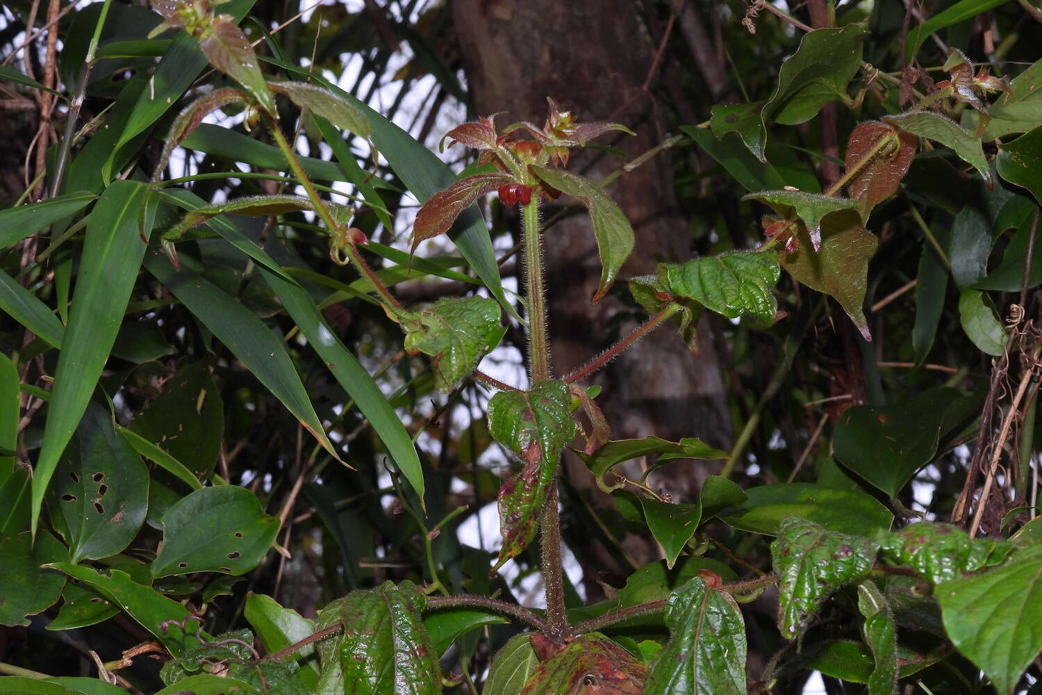 Image of Uncaria lanosa var. appendiculata (Benth.) Ridsdale