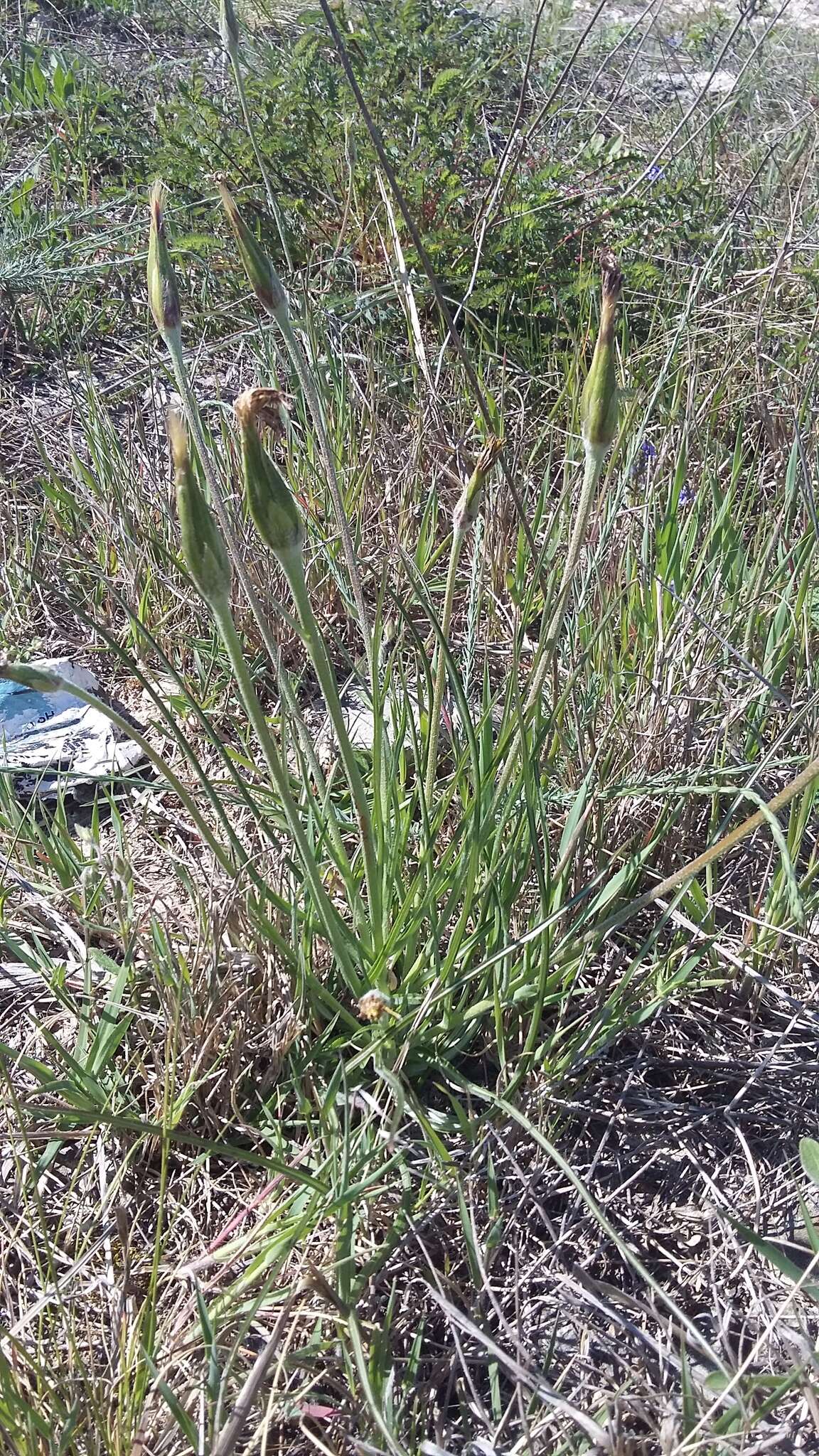 Image of Scorzonera mollis subsp. mollis