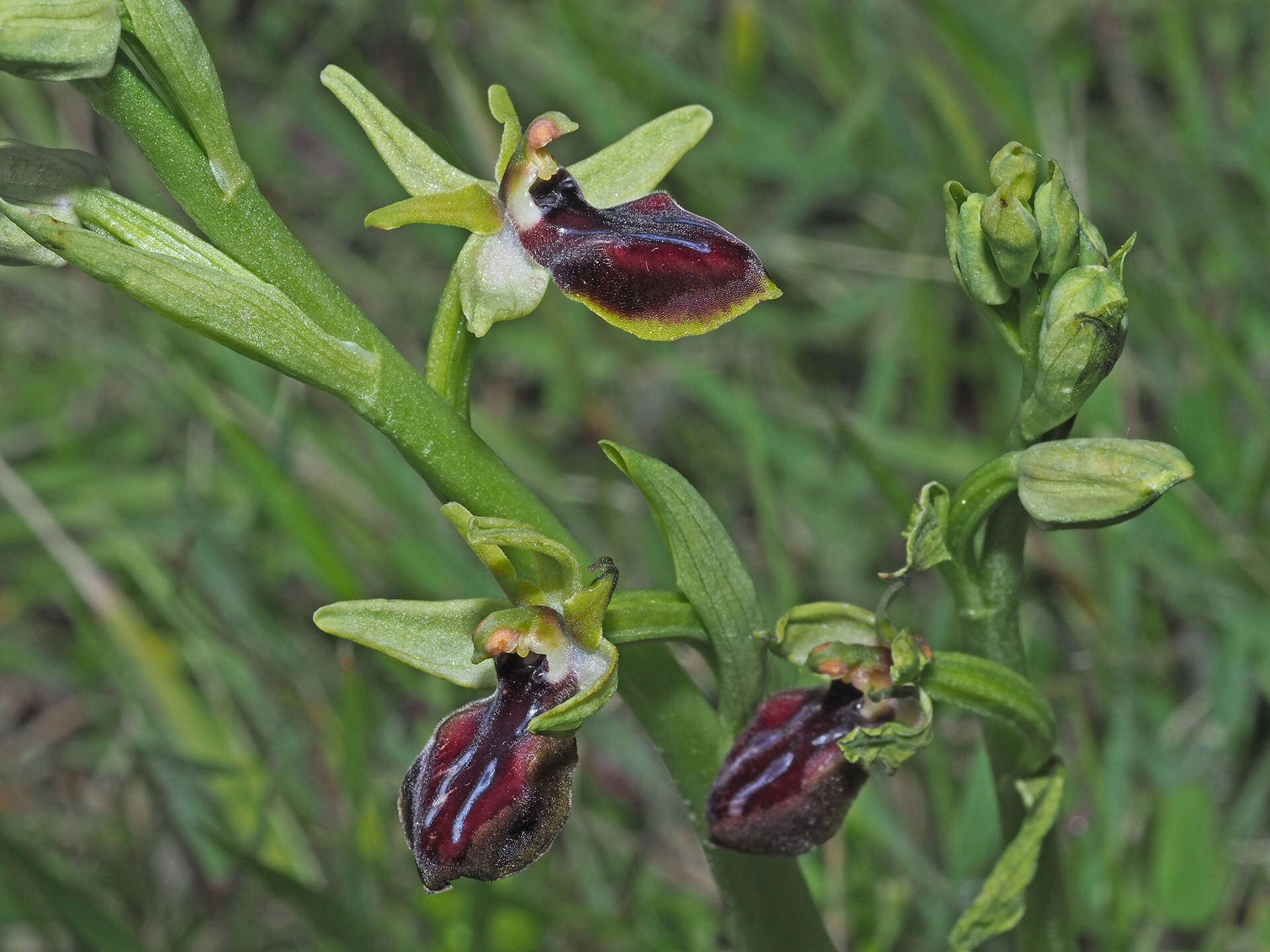 Image of Ophrys sphegodes subsp. gortynia H. Baumann & Künkele