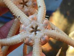 Image of Notched brittle star