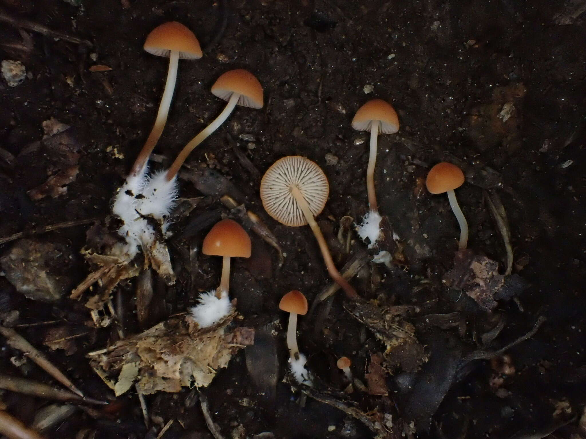 Image de Marasmius sullivantii Mont. 1856