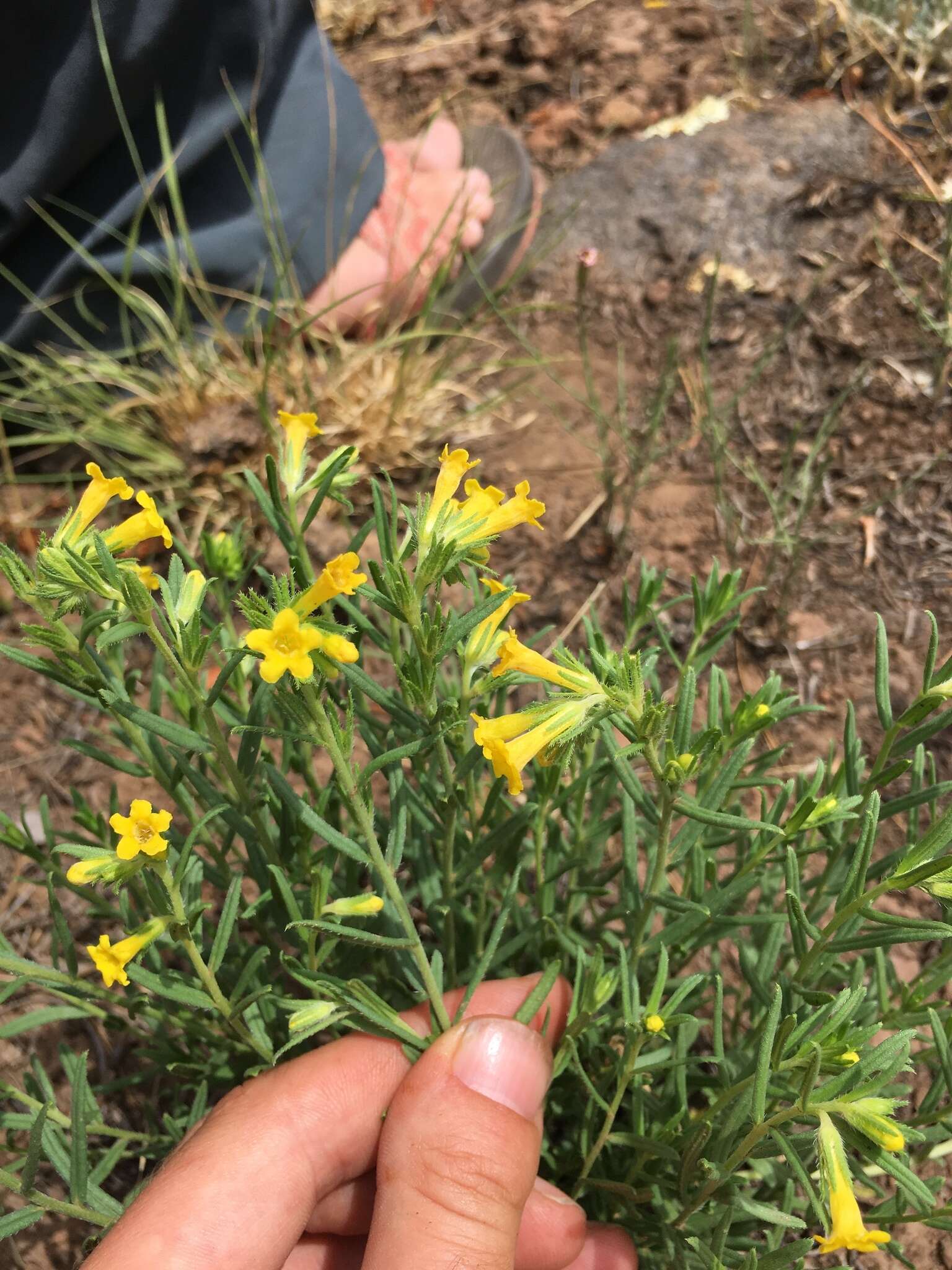 صورة Lithospermum multiflorum S. Wats.